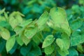 Closeup of green epimedium koreanum herbs and plants growing on stems in lush home garden. Group of vibrant leaves on Royalty Free Stock Photo