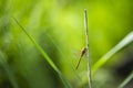 Closeup of a Green-eyed hawker dragonfly, Aeshna isoceles Royalty Free Stock Photo