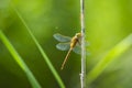 Closeup of a Green-eyed hawker dragonfly, Aeshna isoceles Royalty Free Stock Photo