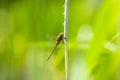 Closeup of a Green-eyed hawker dragonfly, Aeshna isoceles Royalty Free Stock Photo
