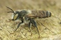 A closeup of a green eyed male Mediterranean wood-boring bee, Lihurgus chrysurus