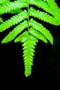 Closeup Green Fern Leaf on Black Background Royalty Free Stock Photo