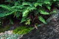 Closeup of green fern and moss beside a rock Royalty Free Stock Photo