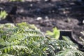 Closeup of green ferns in sunlight after forest fire Royalty Free Stock Photo