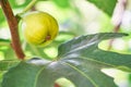 Closeup of green fig