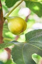 Closeup of green fig