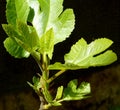 Closeup of green new fig tree leaves on a branch, nature, plant Royalty Free Stock Photo