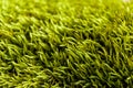 Closeup of green fluffy moss.