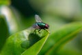 Closeup from a green fly sitting on a green leave Royalty Free Stock Photo