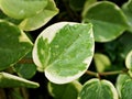 green foliage leaves Peperomia Scandens Serpens variegated ,Cupid peperomia