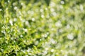 Closeup green foliage and selective shallow dept of field Royalty Free Stock Photo