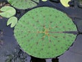 Closeup green foliage of water lily leaves ,Prickly Waterlily Fox Nut Foxnut ,Nymphaeaceae