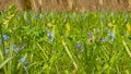 Closeup green forest glade in a flowers Royalty Free Stock Photo