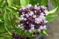 Closeup green fresh basil leaves Ocimum basilicum, Herbal medicine plant concept, Basil flowers vegetable Royalty Free Stock Photo