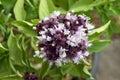 Closeup green fresh basil leaves Ocimum basilicum, Herbal medicine plant concept, Basil flowers vegetable Royalty Free Stock Photo