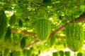 Closeup green fresh Bitter gourd in farm