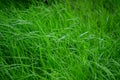 Closeup of green fresh grass. Field of grass Summer background. Macro photo of grass Royalty Free Stock Photo