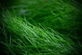 Closeup of green fresh grass. Field of grass Summer background. Macro photo of grass Royalty Free Stock Photo