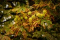 Closeup of a green and fresh Horse chestnut tree with its fruitage