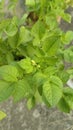 green leaves of Potato plant from above