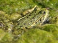 Closeup of a green frog in a mossy pond