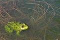 Closeup of green frog Rana esculenta in the water with copyspace