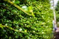 Closeup green Fukien tea blurt background Royalty Free Stock Photo