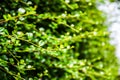 Closeup green Fukien tea blurt background Royalty Free Stock Photo