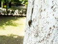 Green golden beetle on tree trunk