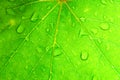 Closeup of green grape leaf texture. Royalty Free Stock Photo