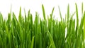 Closeup green grass. Abstract nature background