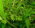 Closeup of green grass growing in the garden nature photography, water drops in the leaves Royalty Free Stock Photo