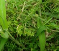 Closeup of green grass growing in the garden nature photography, water drops in the leaves Royalty Free Stock Photo