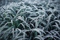 Closeup of a green grass with morning frost