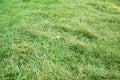 Closeup of green grass texture