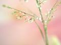 Closeup green plant with water drops on pink background  soft focus and blurred for background ,macro image Royalty Free Stock Photo