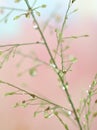 Closeup green plant with water drops on pink background  soft focus and blurred for background ,macro image Royalty Free Stock Photo