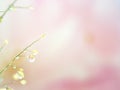 Closeup green plant with water drops on pink background  soft focus and blurred for background ,macro image Royalty Free Stock Photo