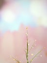 Closeup green plant with water drops on pink background  soft focus and blurred for background ,macro image Royalty Free Stock Photo