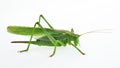 Closeup of green grasshopper