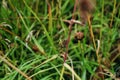 Closeup of a green grasshopper standing on a piece of grass in the wilderness Royalty Free Stock Photo