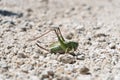 Closeup on green grasshopper