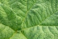 Closeup of green gunnera leaf