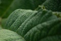 closeup of green gunnera leaf