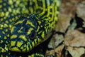 Closeup of a green head of a snake on dead leaves Royalty Free Stock Photo