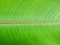 Closeup green heliconia leaf