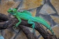 Closeup of a green Helmeted basilisk perched on a branch of a tree