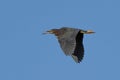 Closeup of a green heron, Butorides virescens  in flight in the blue sky Royalty Free Stock Photo