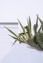 Closeup of green home plant with warm sunlight shadows on the white wall. Cactus aesthetic wallpaper