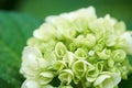 Closeup of green hydrangea Hydrangea macrophylla Royalty Free Stock Photo